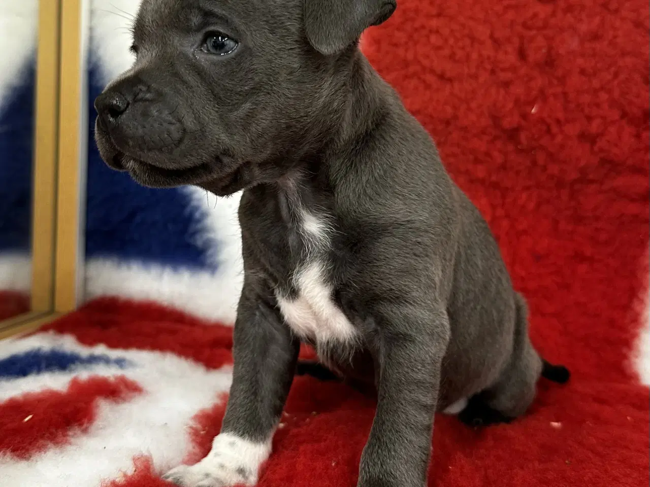 Billede 2 - Smukke staffordshire hvalpe!🩷🩷