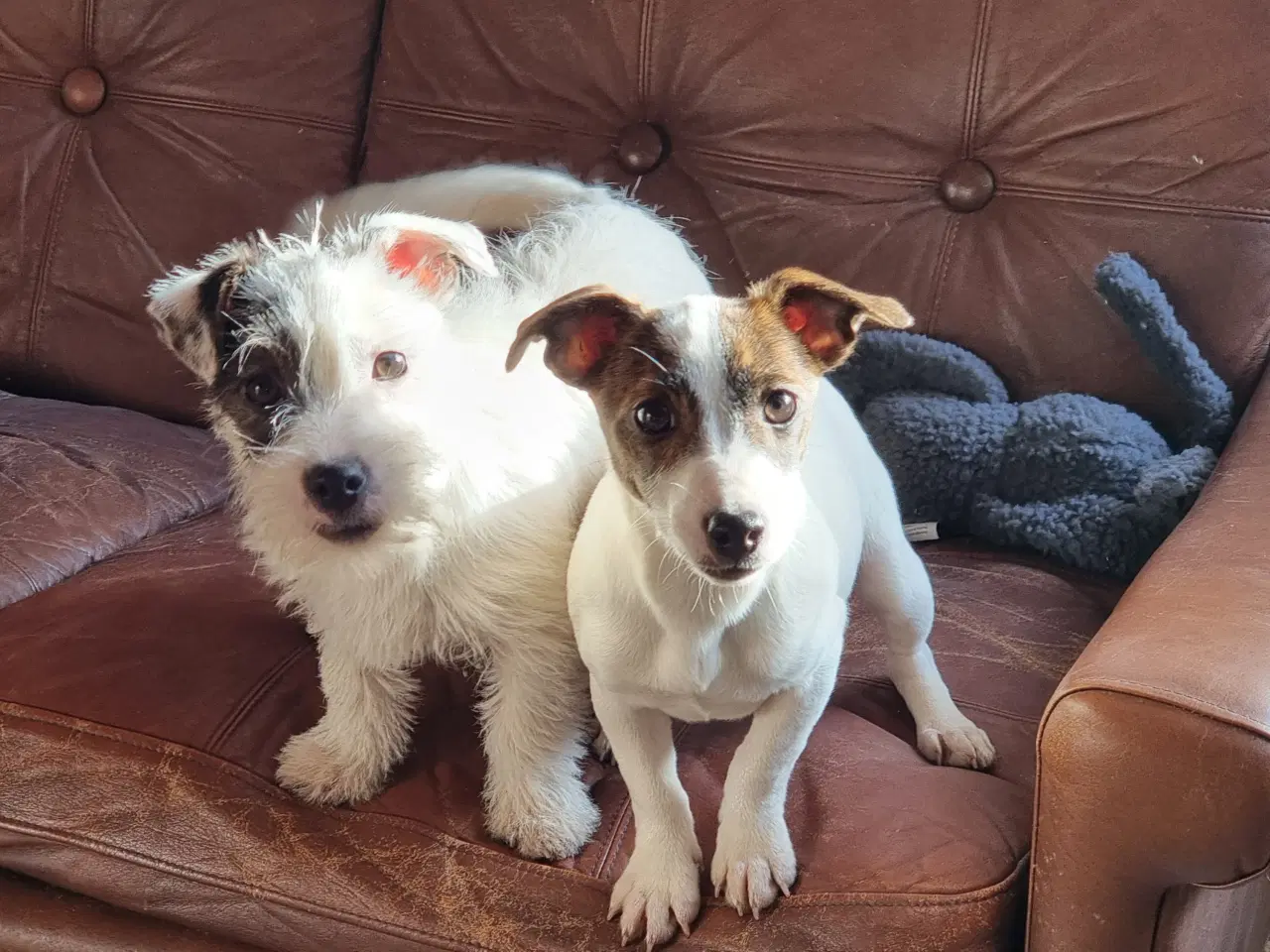 Billede 1 - ( kort benet type ) Jack Russel terrier hvalpe