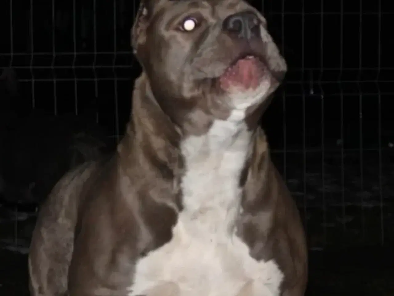 Billede 6 - American bully XL 