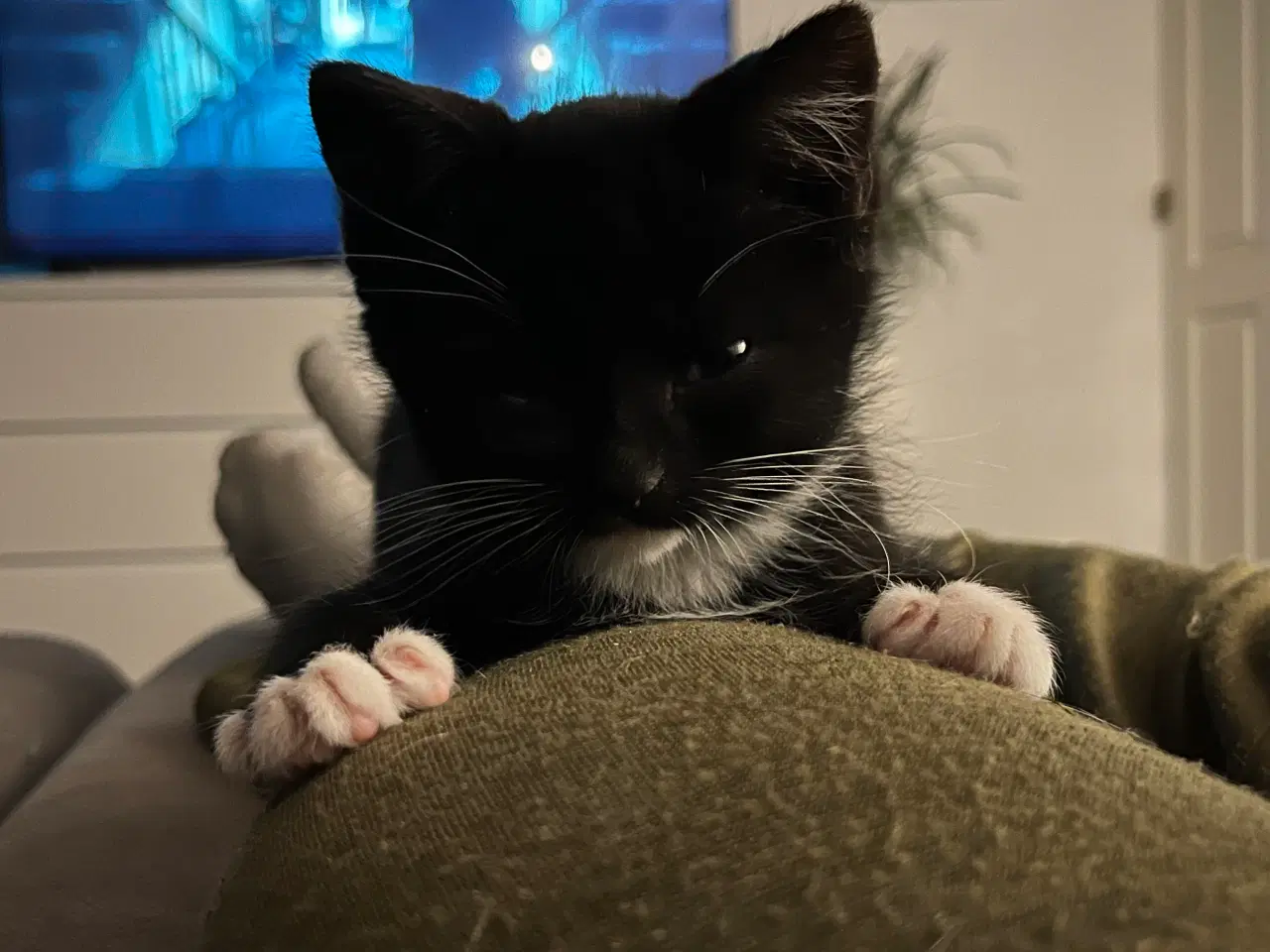 Billede 3 - Han-killing Maine Coon-blanding