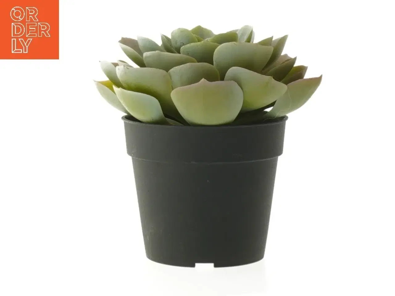 Billede 8 - Dekorative kunstige planter i sorte potter fra IKEA (str. 12 cm og 19 cm)
