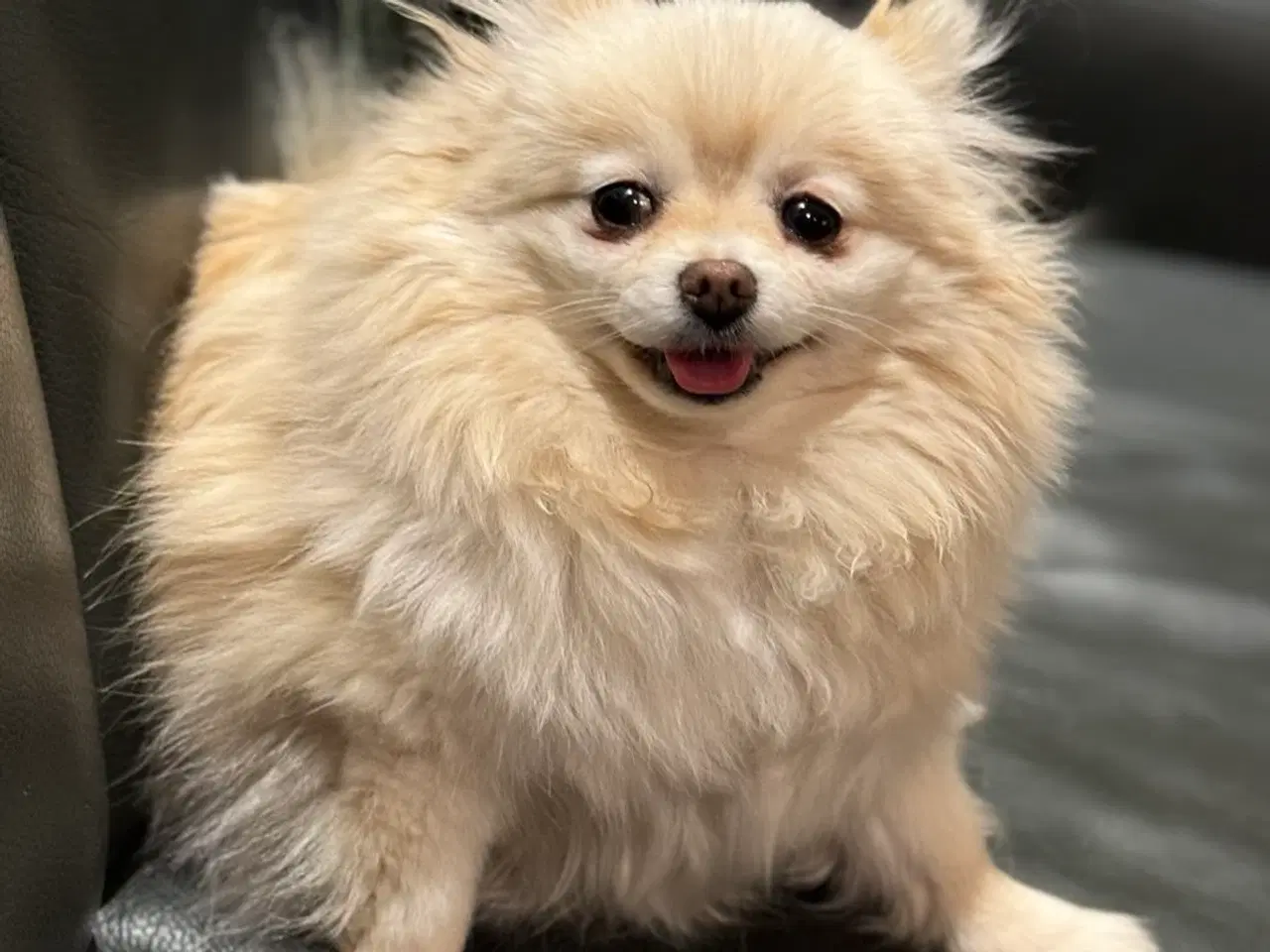 Billede 3 - Pomeranian søger nyt kærligt hjem