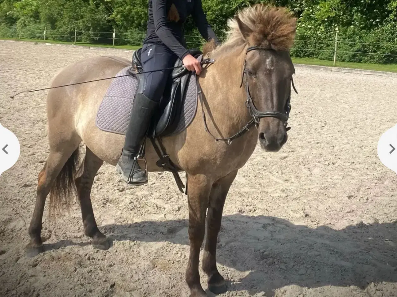 Billede 1 - Smuk sortblak hoppe