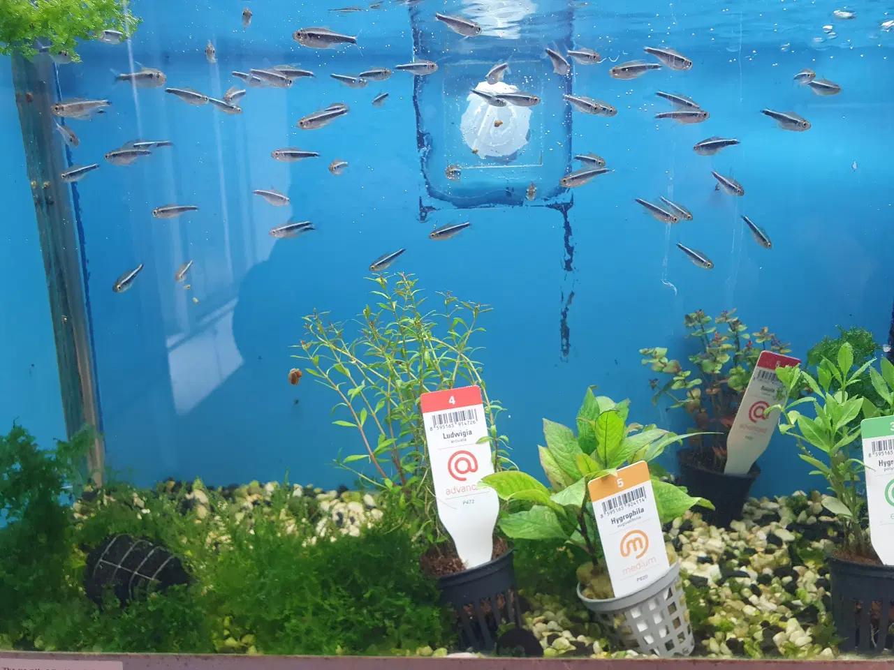 Billede 3 - Rød & Sort Neon sælges 🐟