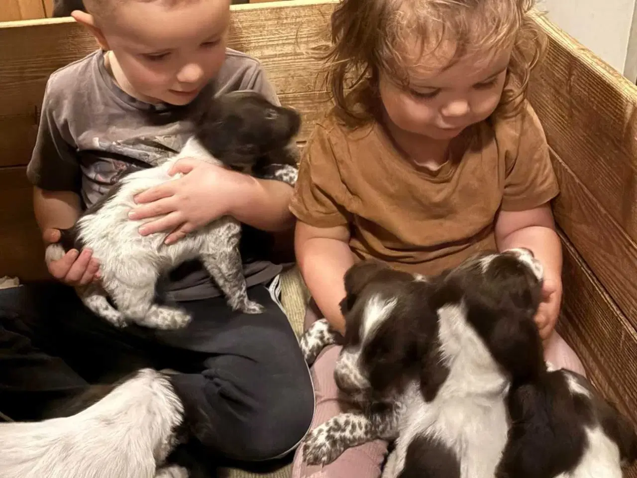 Billede 4 - Sprocker og tysk langhåret 