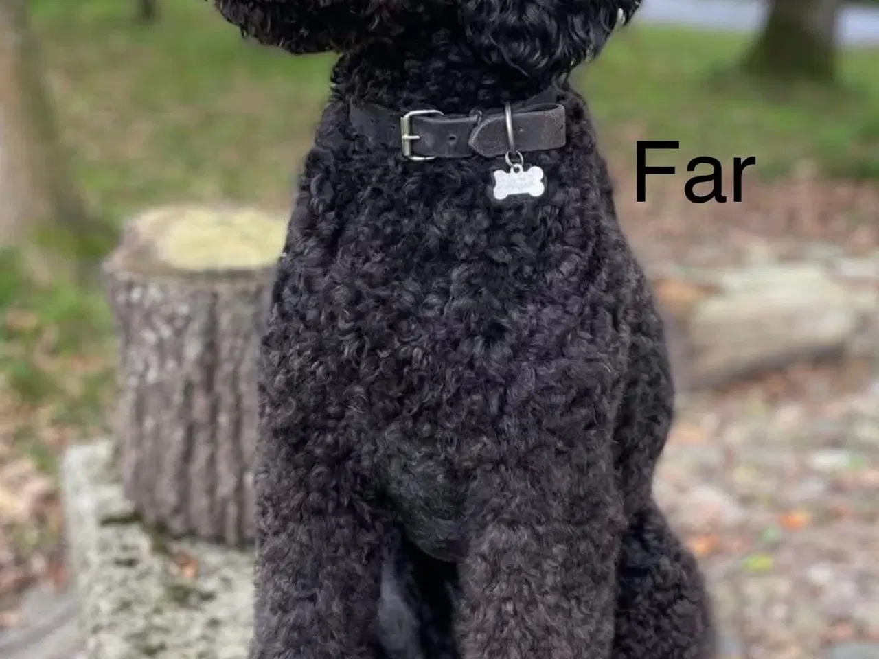 Billede 18 - Fineste Vizsla-doodle hvalpe