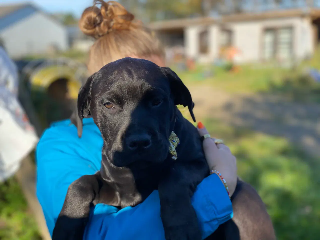 Billede 1 - Dejlige hundehvalpe Rottweiler/Labrador/Broholmer/