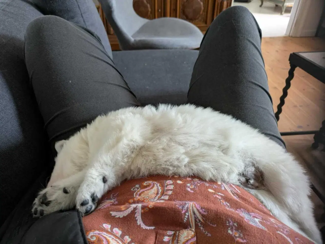 Billede 4 - Hvalpe af hvid langhåret schæferhund sælges