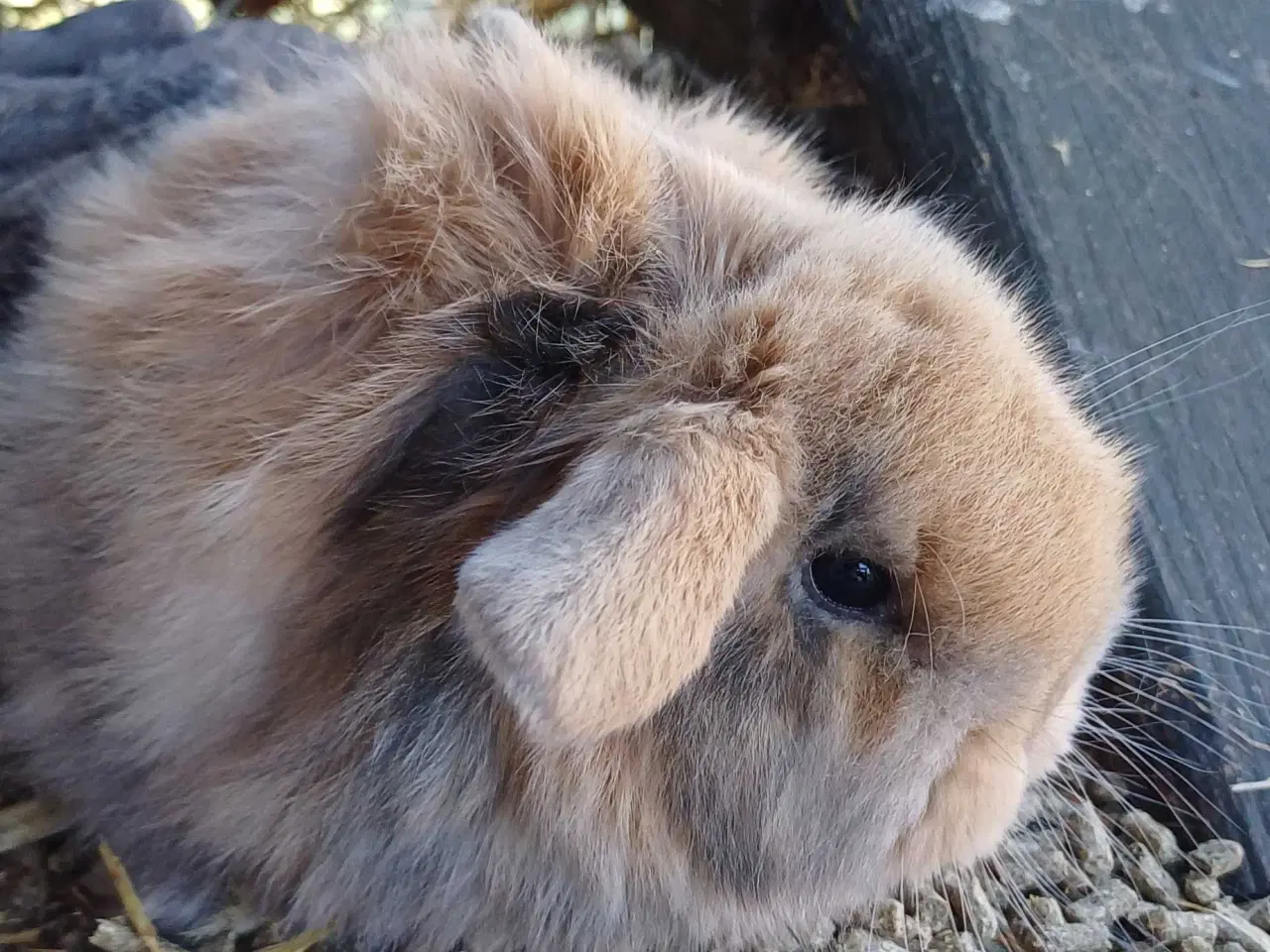 Billede 2 - Kaninunger sælges