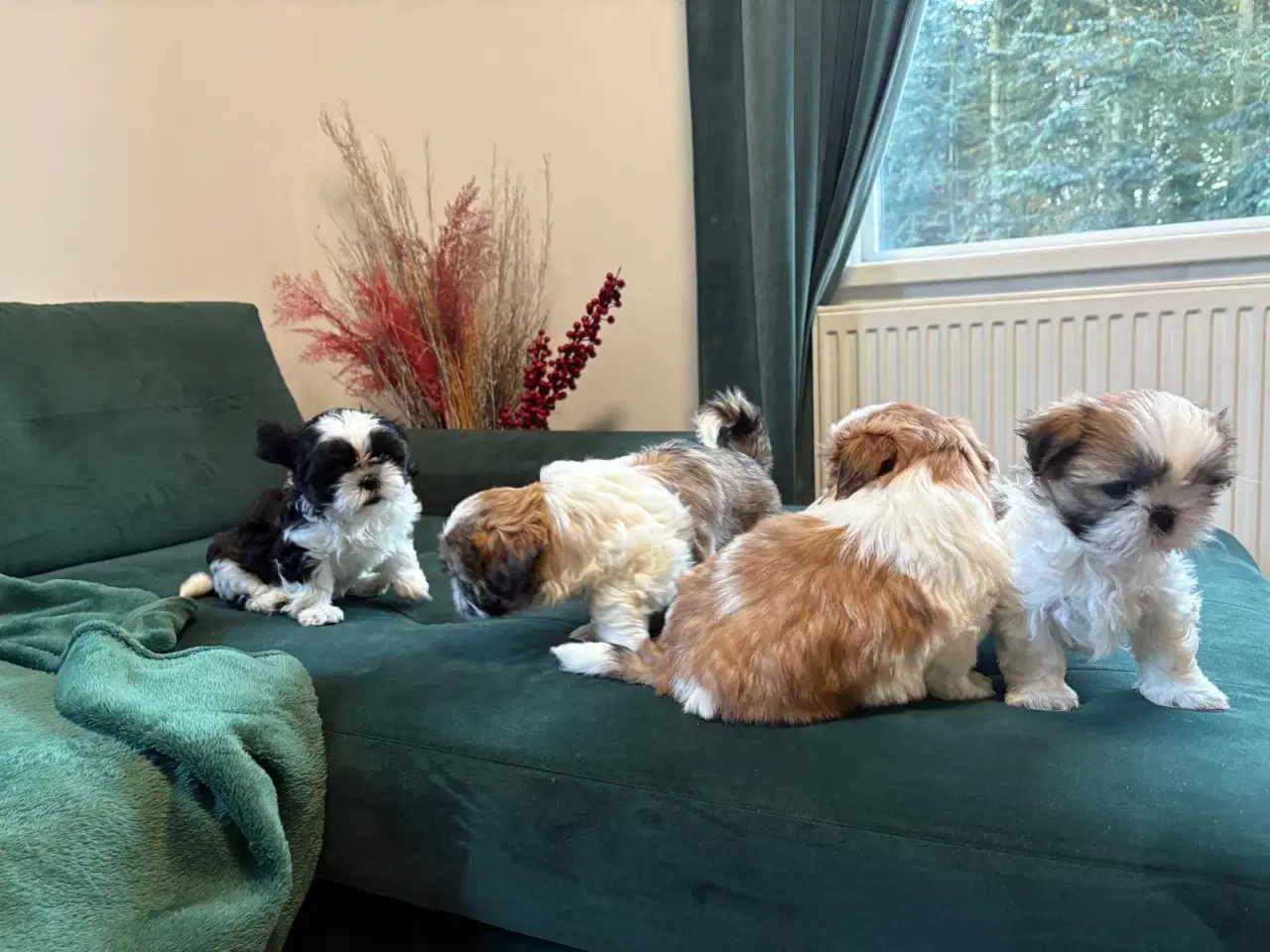 Billede 6 - Til salg Shih Tzu hvalpe født den 10. november.