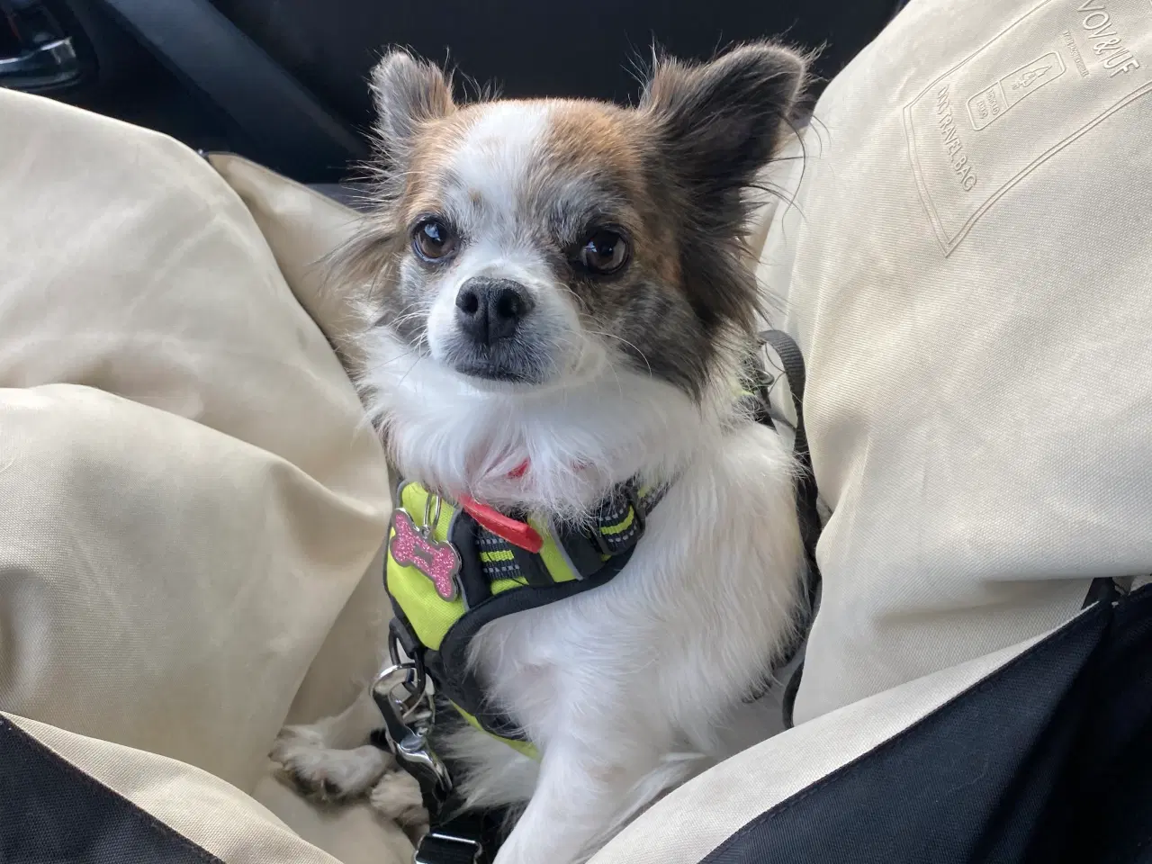 Billede 1 - Chihuahua 