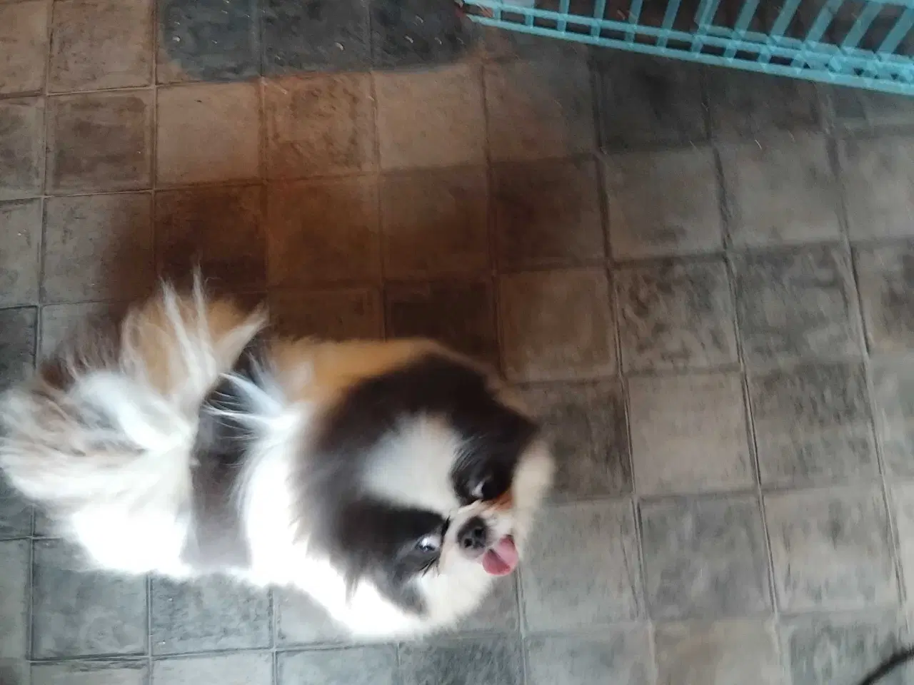 Billede 6 - Blå pekingeser hanhund 1 år