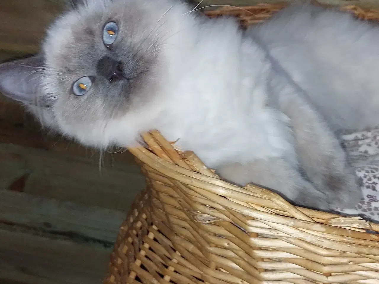 Billede 4 - Ragdoll kattekillinger