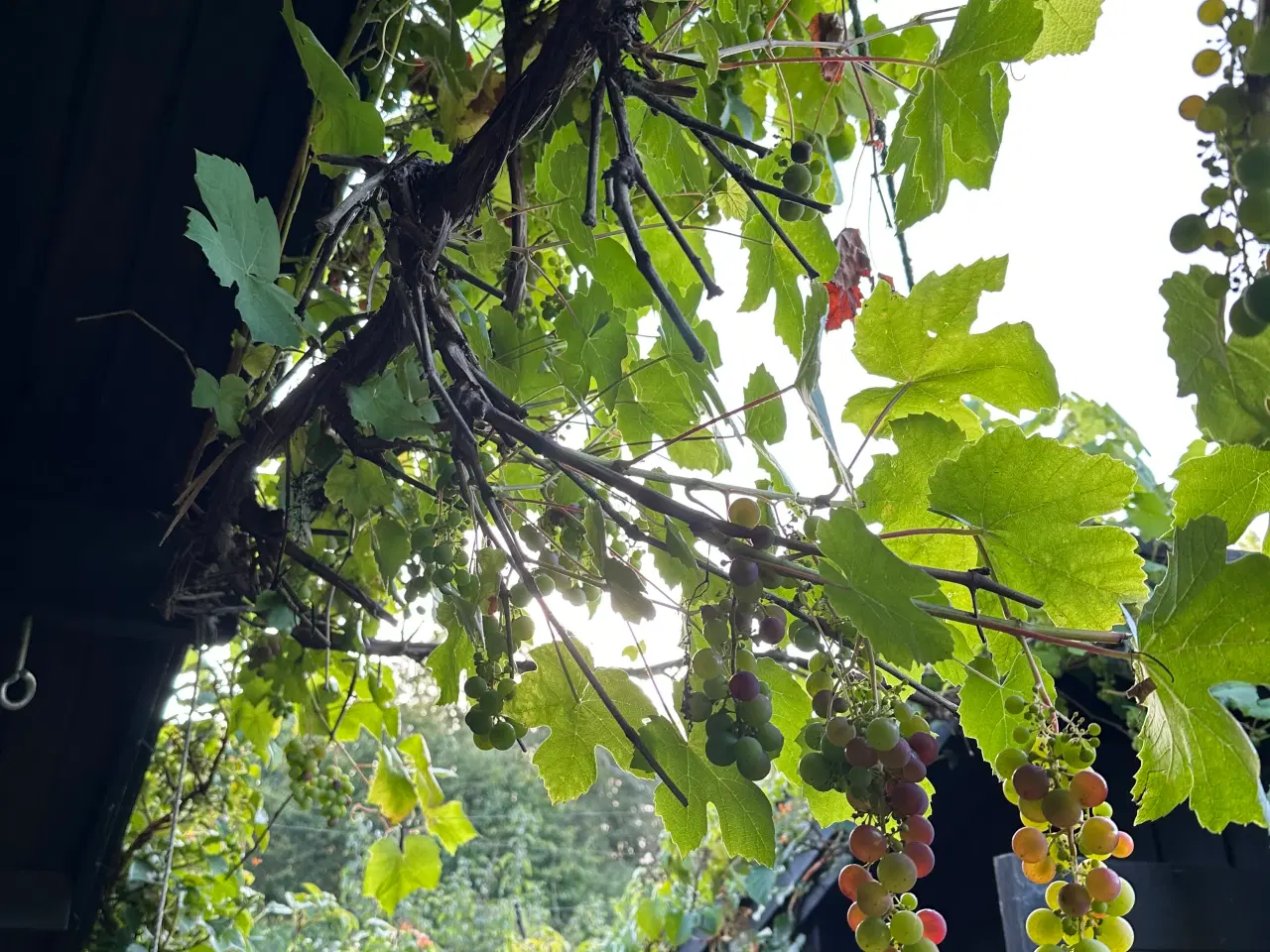 Billede 7 - Skøn kolonihave med fantastisk beliggenhed 