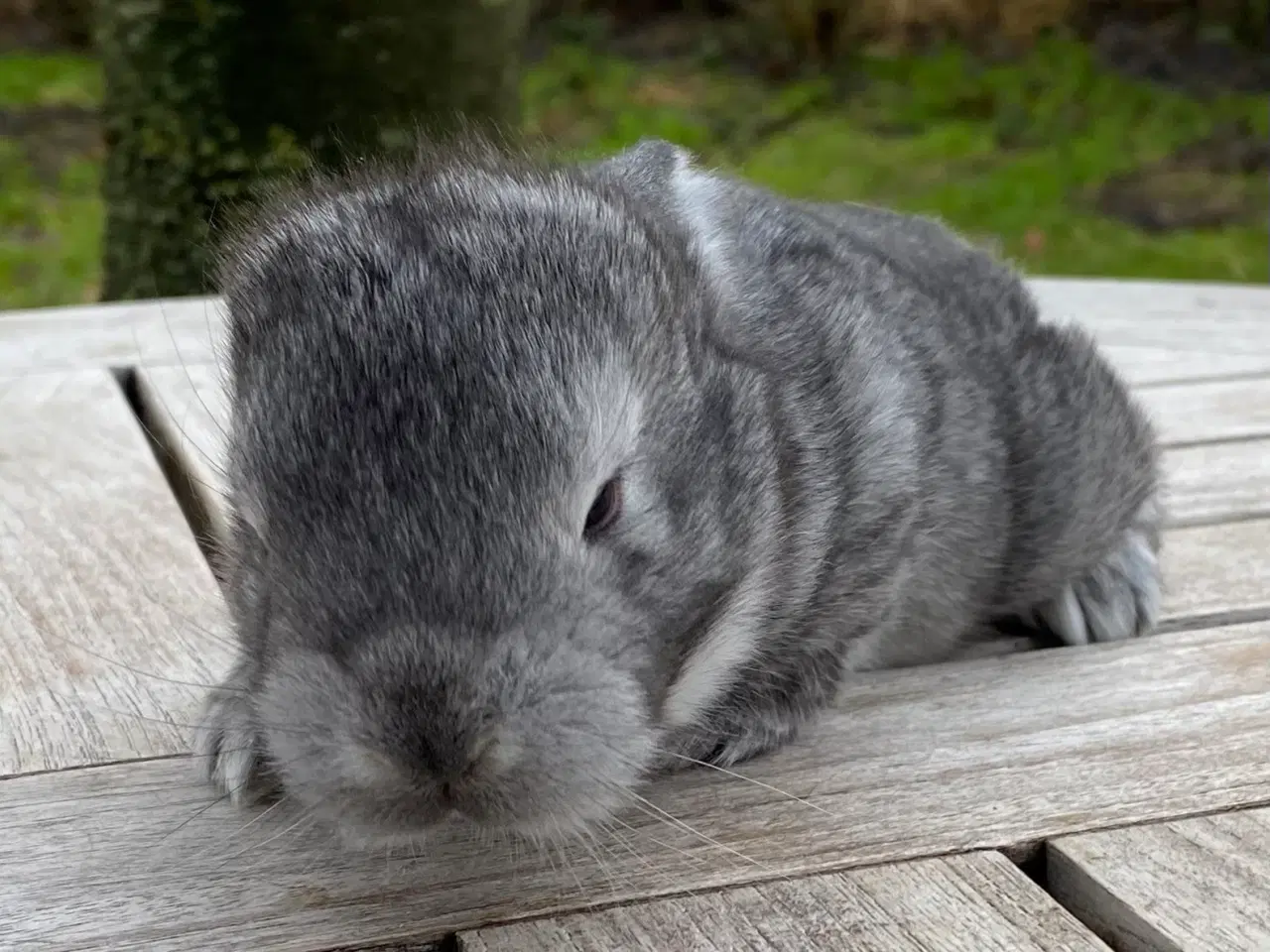 Billede 5 - FRANSK VÆDDER HAN CHINCHILLA