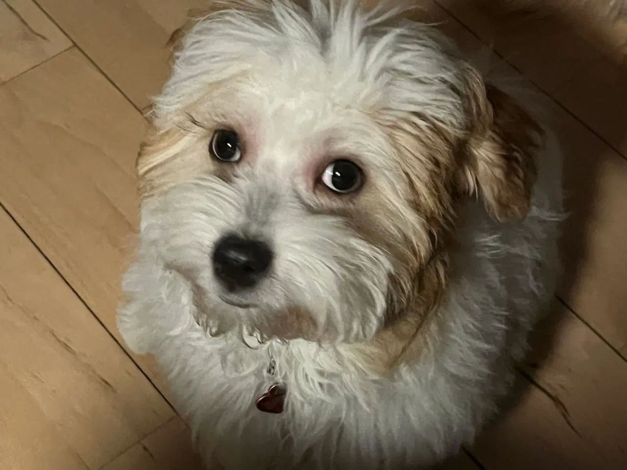 Billede 1 - Bichon Havanais med et strejf af malterser