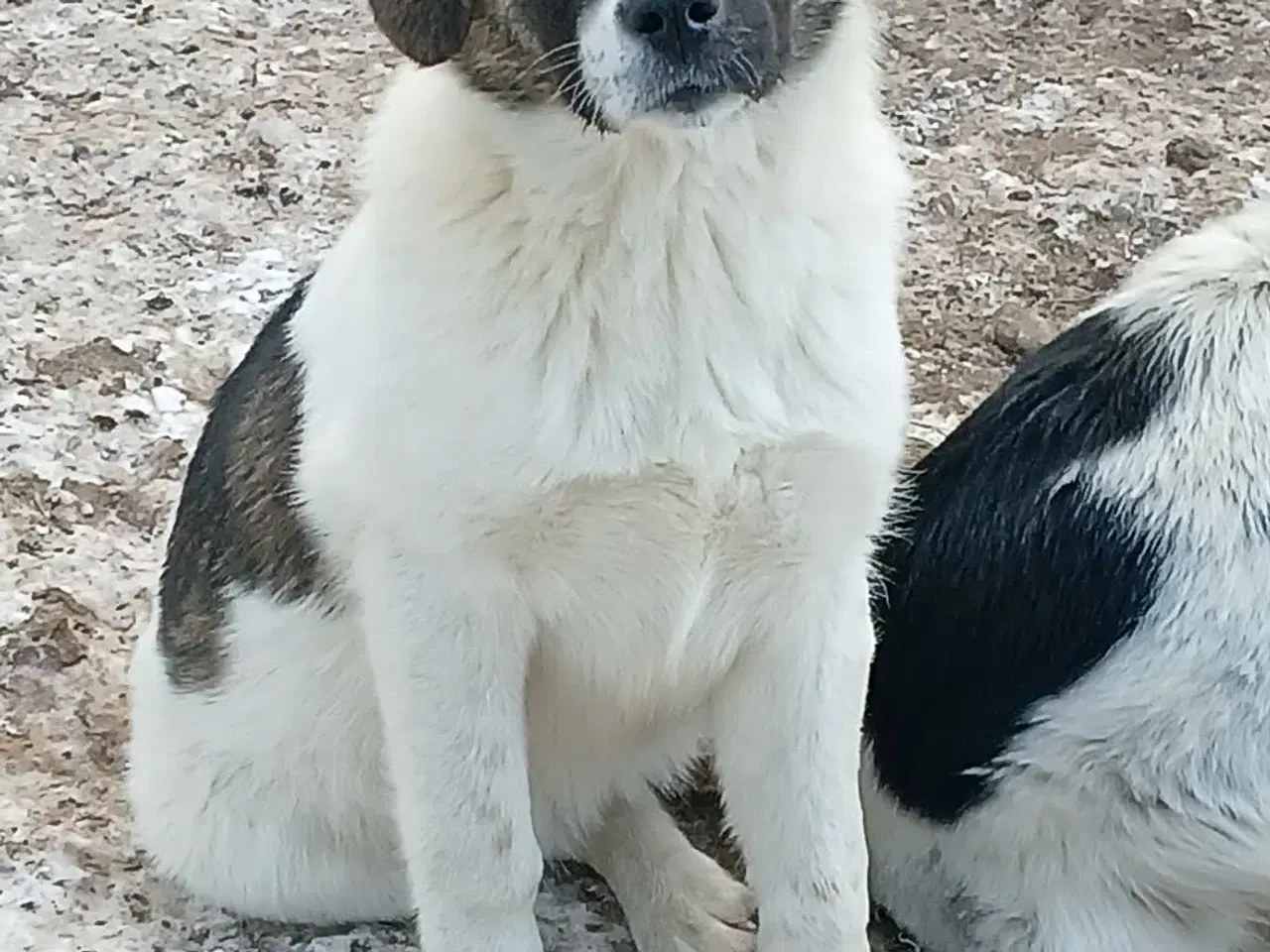 Billede 11 - Smukkeste Savannah 🩷