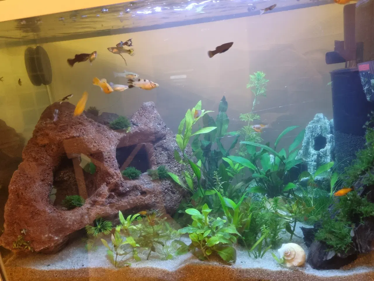 Billede 8 - Akvarium 100L SuperFish komplet setup 