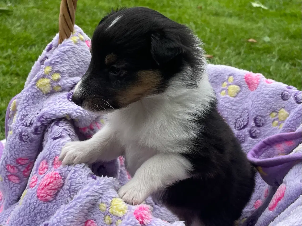Billede 3 - Shetland sheepdog hvalpe
