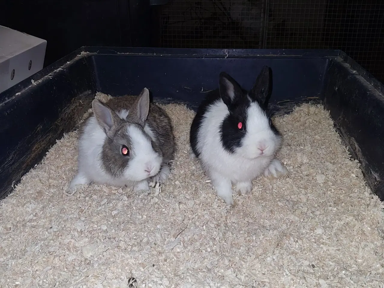 Billede 1 - Hermelin unger sælges