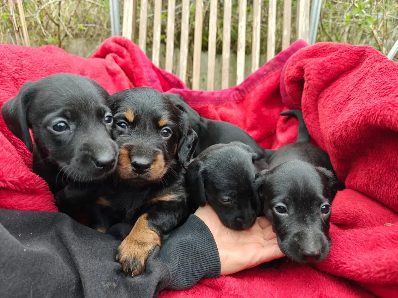 Billede 3 -  Standart Gravhunde hvalpe 5 uger