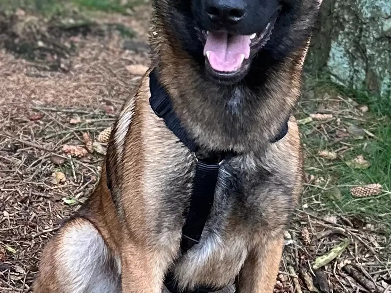 Billede 1 - Avl Tilbydes Malinois