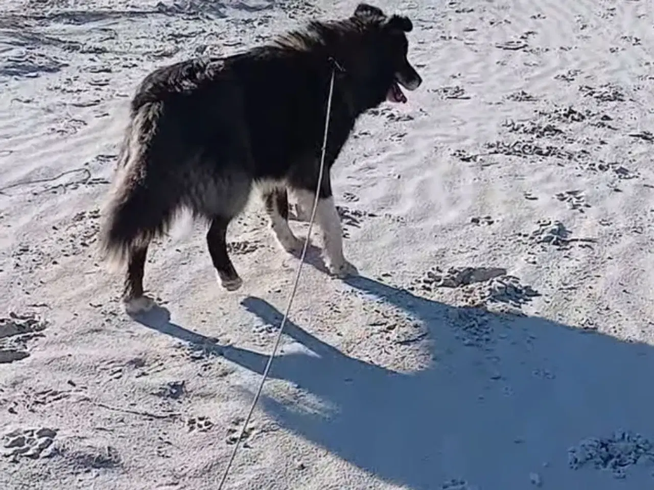 Billede 14 - Vidunderlige Viva søger sin helt egen familie 💝🫶