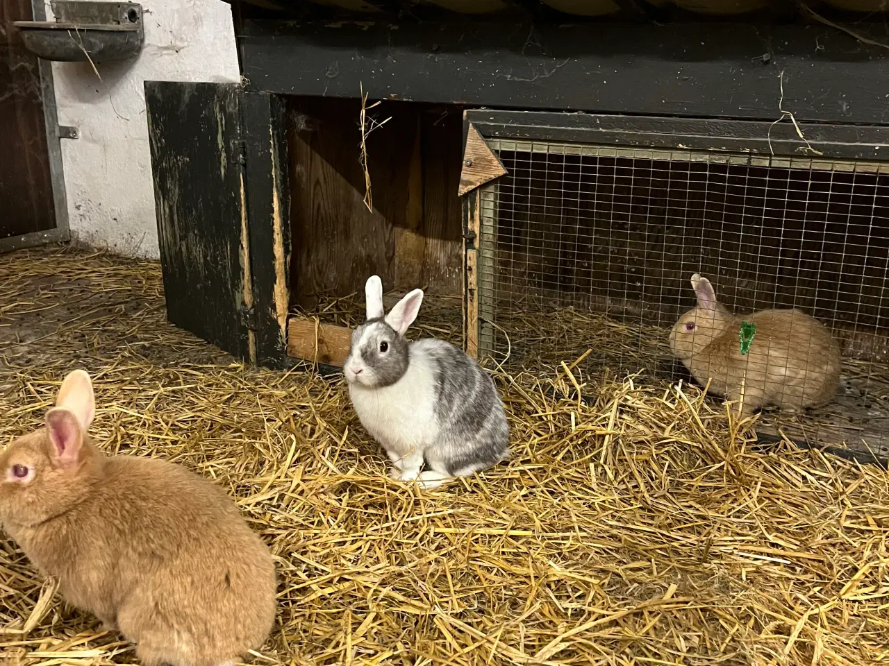 Billede 5 - Kaniner bortgives