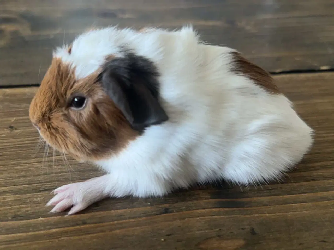 Billede 1 - Marsvin hun med stamtavle fra dmf