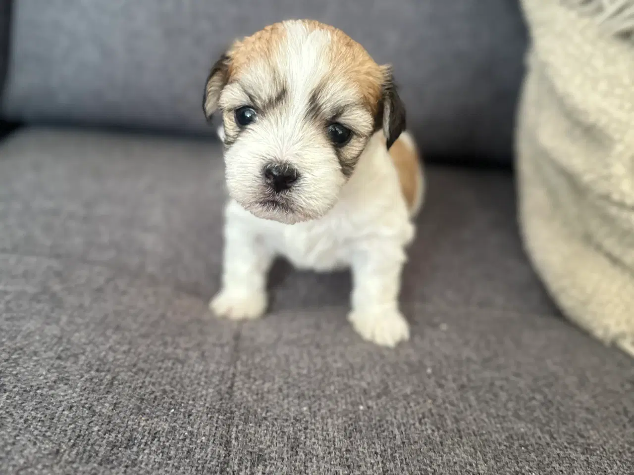 Billede 6 - Carla - Lhasa apso