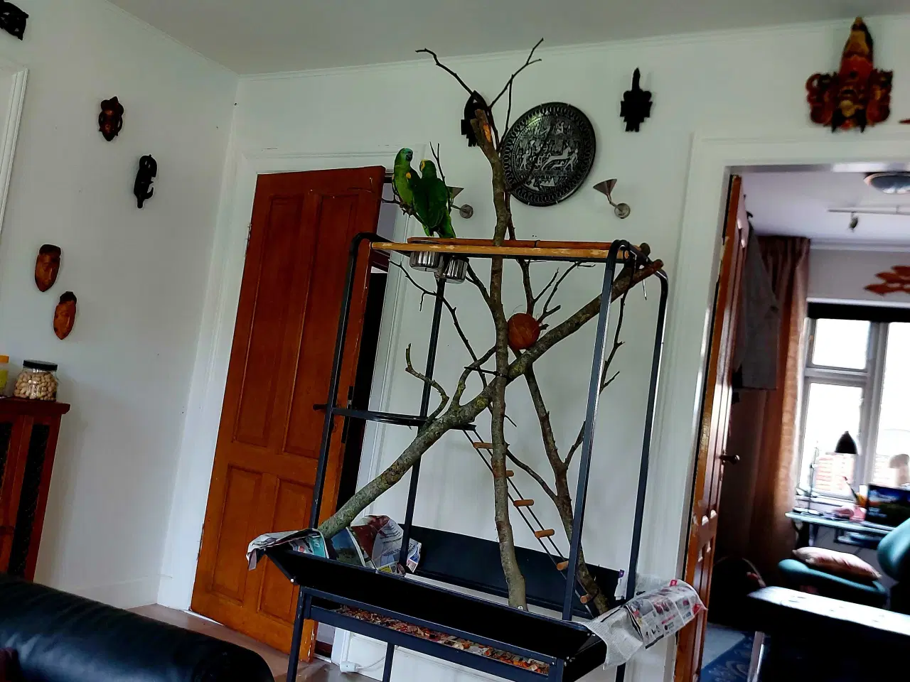 Billede 1 - Blåpandet amazone par 