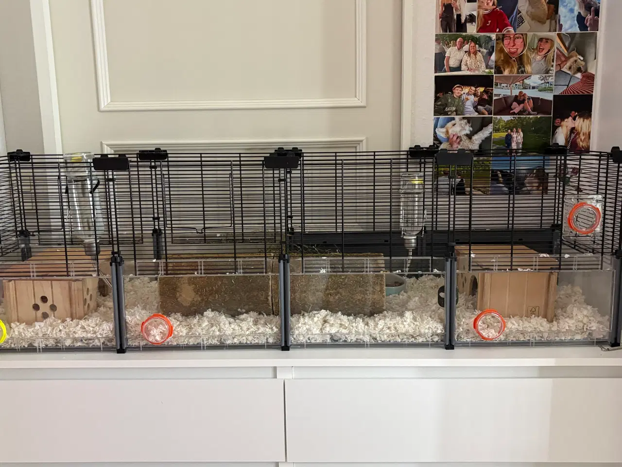 Billede 4 - To Han marsvin og tilbehør 