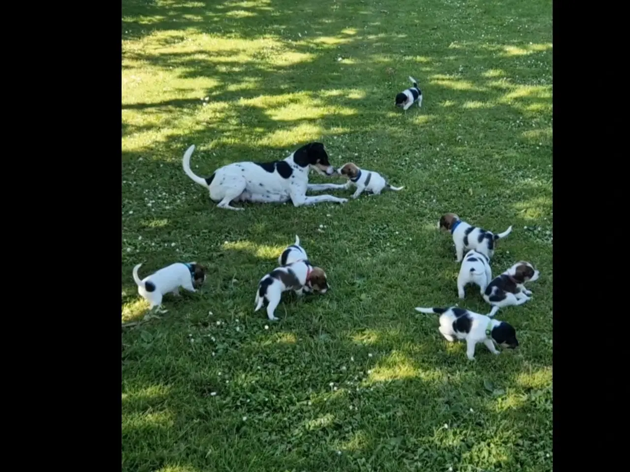 Billede 5 - Dansk svensk gårdhunde hvalpe 