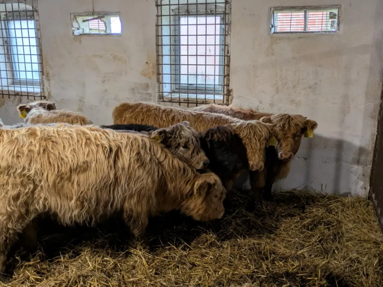 Billede 4 - Skotsk højlandskvæg til salg – 8 stk.