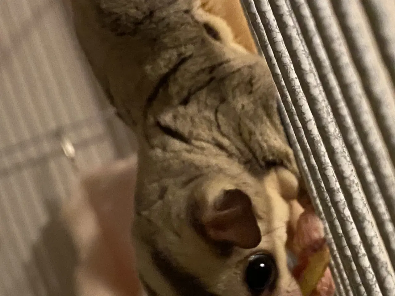 Billede 7 - 6 Sugar glider med stort bur