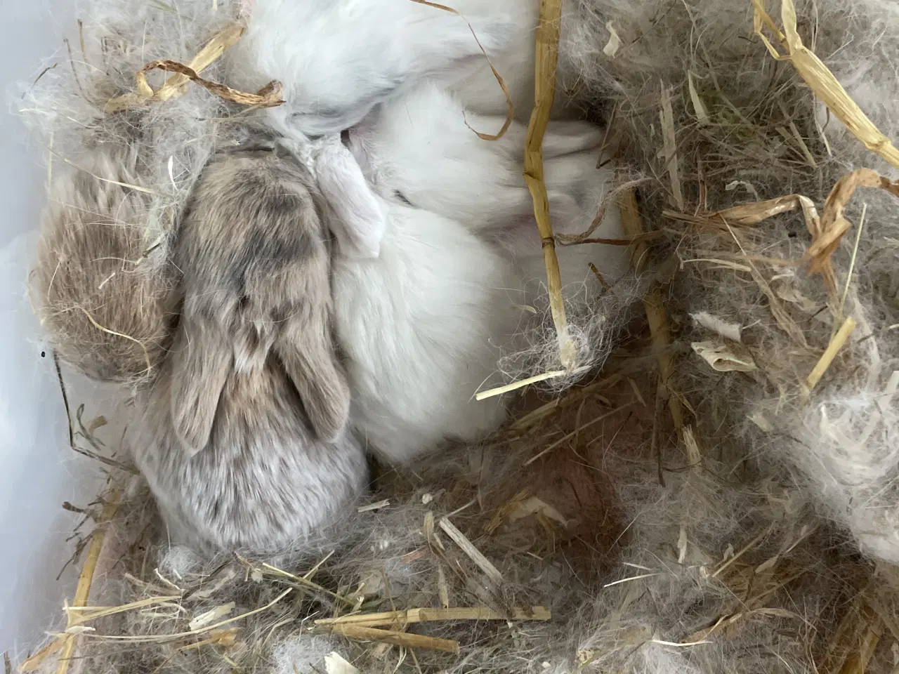 Billede 1 - Søde små minilop kaninunger🐰