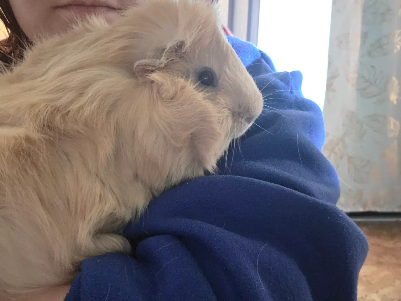 Billede 4 - Marsvin 🥰