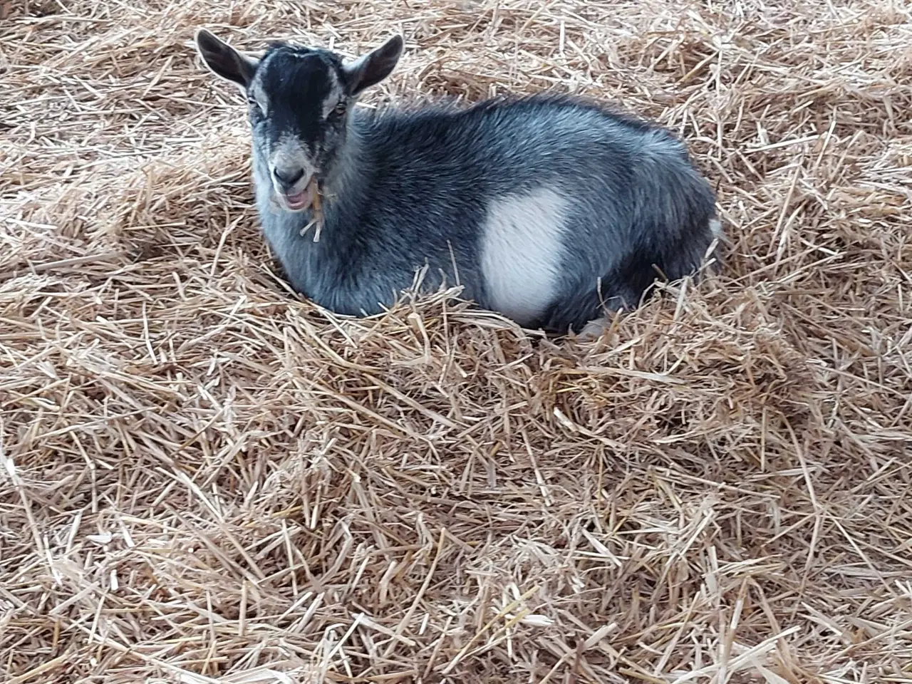 Billede 4 - Gedekid fra marts måned