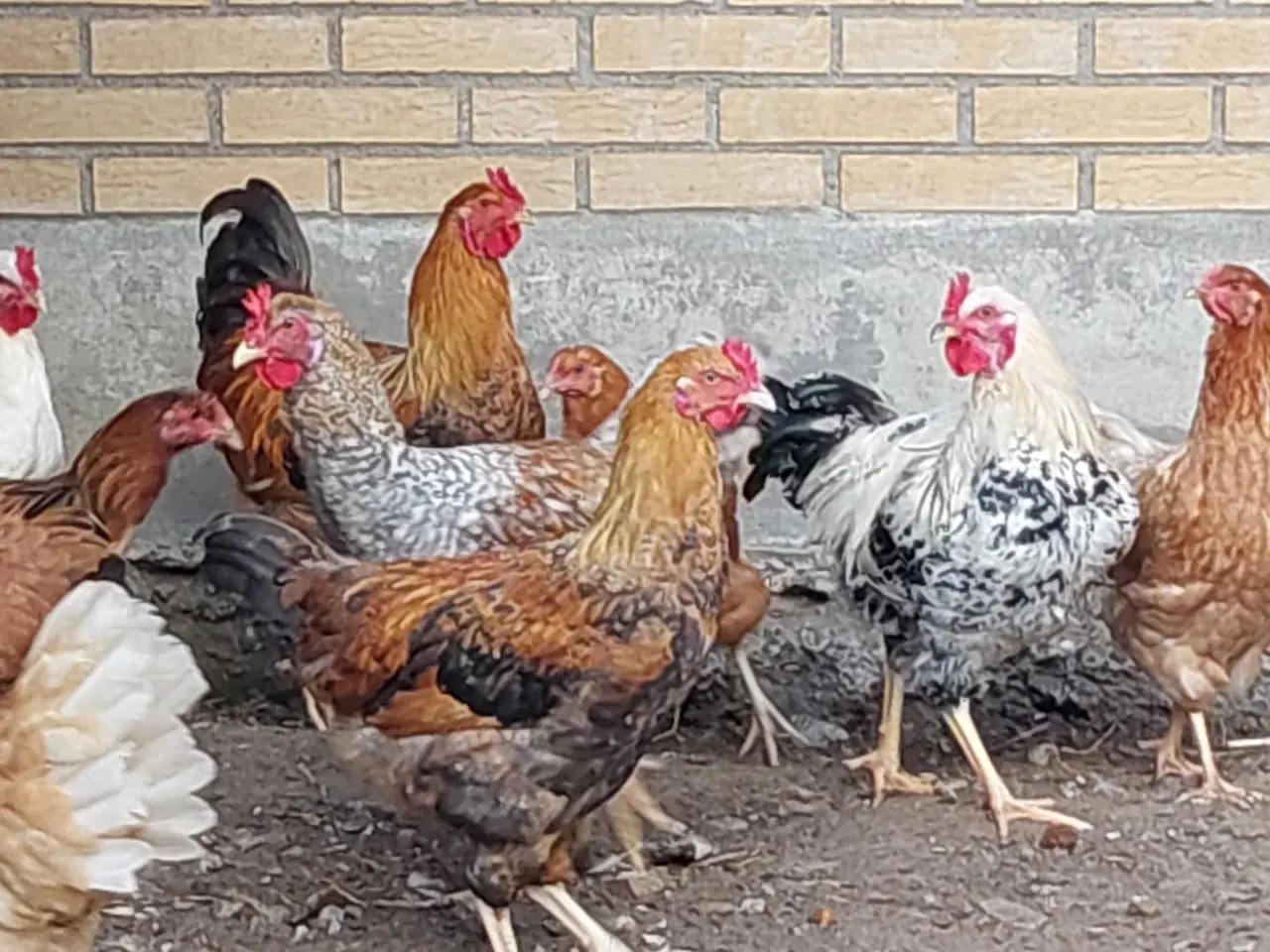 Billede 1 - Hanekyllinger i flere farver