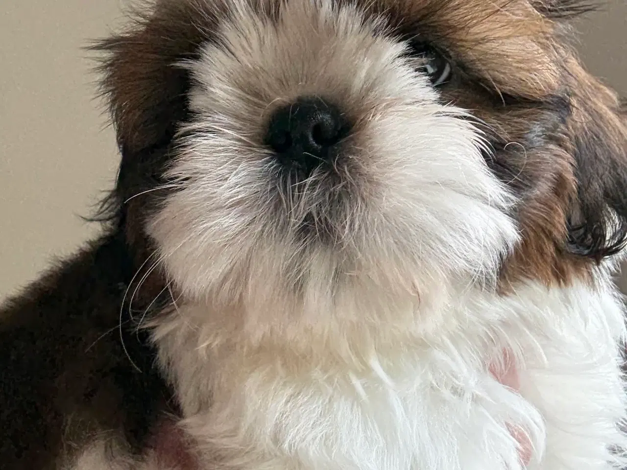 Billede 3 - Shih tzu hvalp
