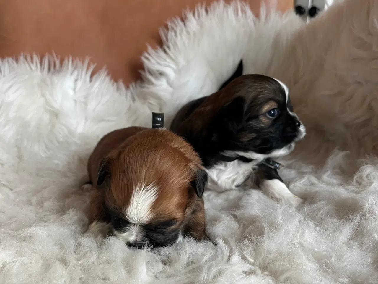 Billede 4 - Lhasa Apso hvalpe 