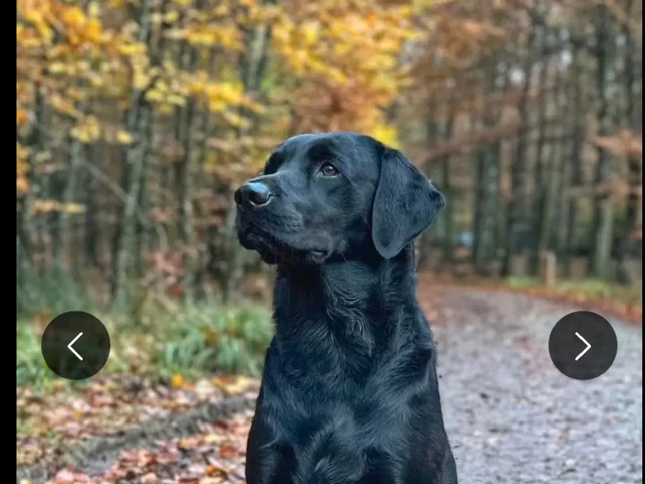 Billede 8 - SOLGT! Han F1 labrador hvalp