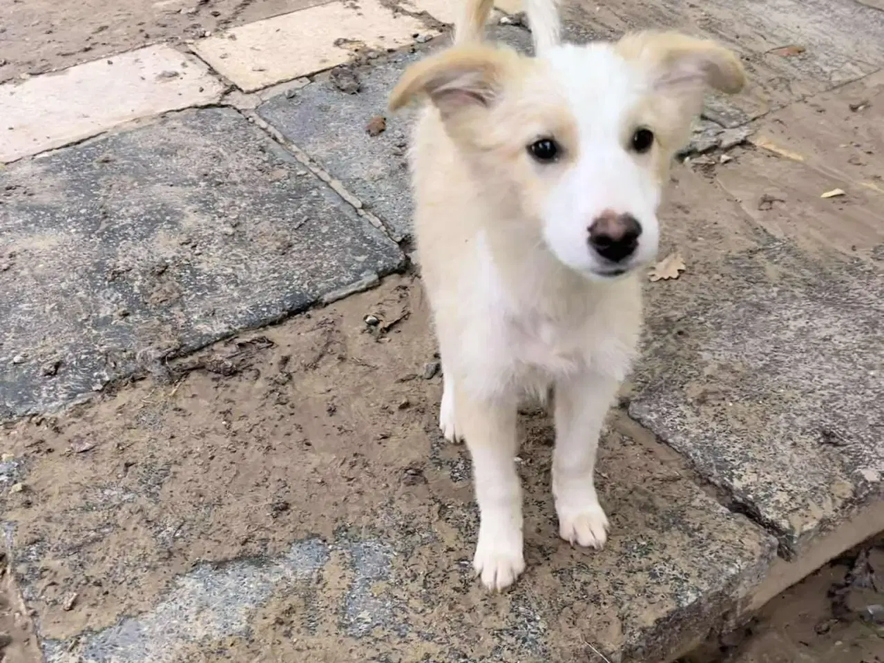 Billede 1 - Skønne Aslak søger familie 💙