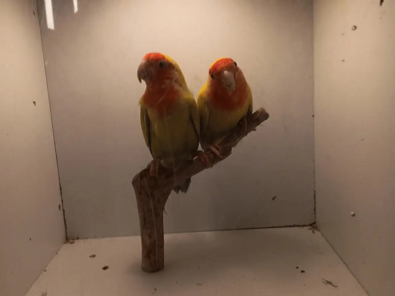 Billede 3 - Rosenhoveddværpapegøje