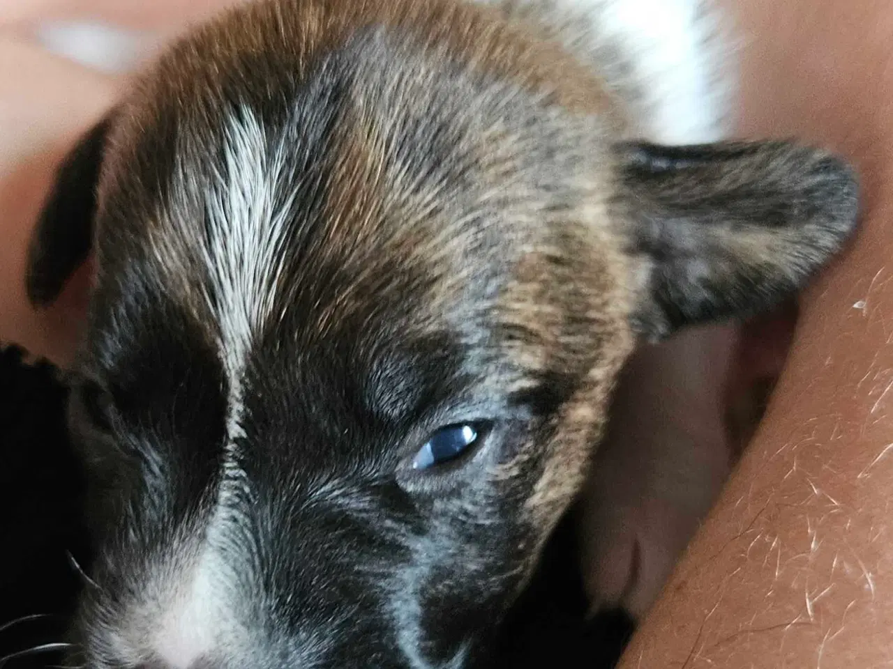Billede 4 - Dansk svensk gårdhunde hvalpe