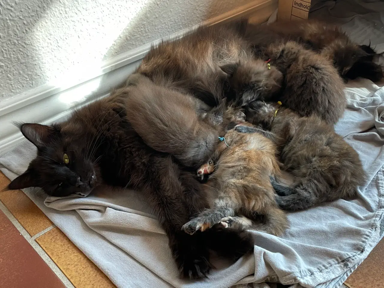 Billede 7 - Maine Coon Killinger
