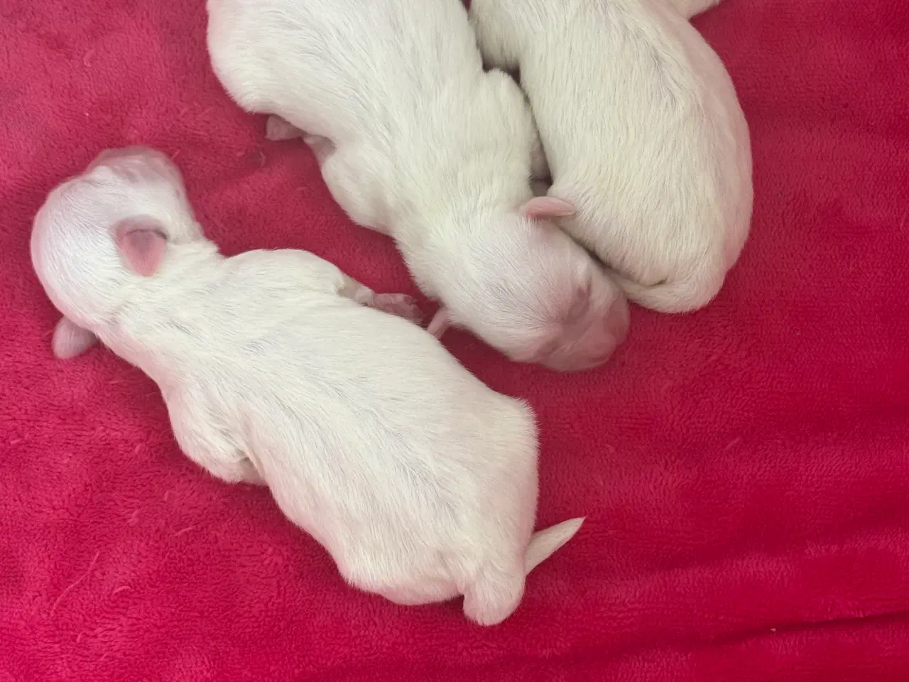 Billede 8 - Coton de tulear hvalp