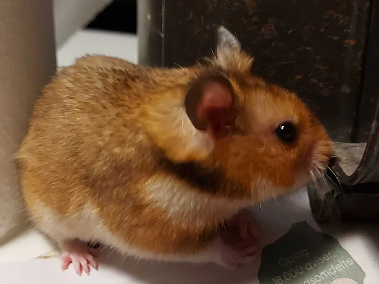 Billede 3 - Guldhamster unger
