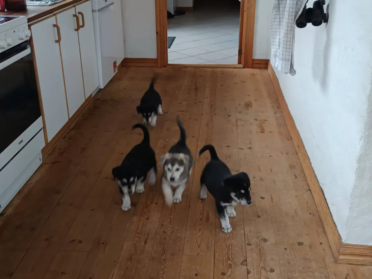 Billede 17 - Hvalpe mix