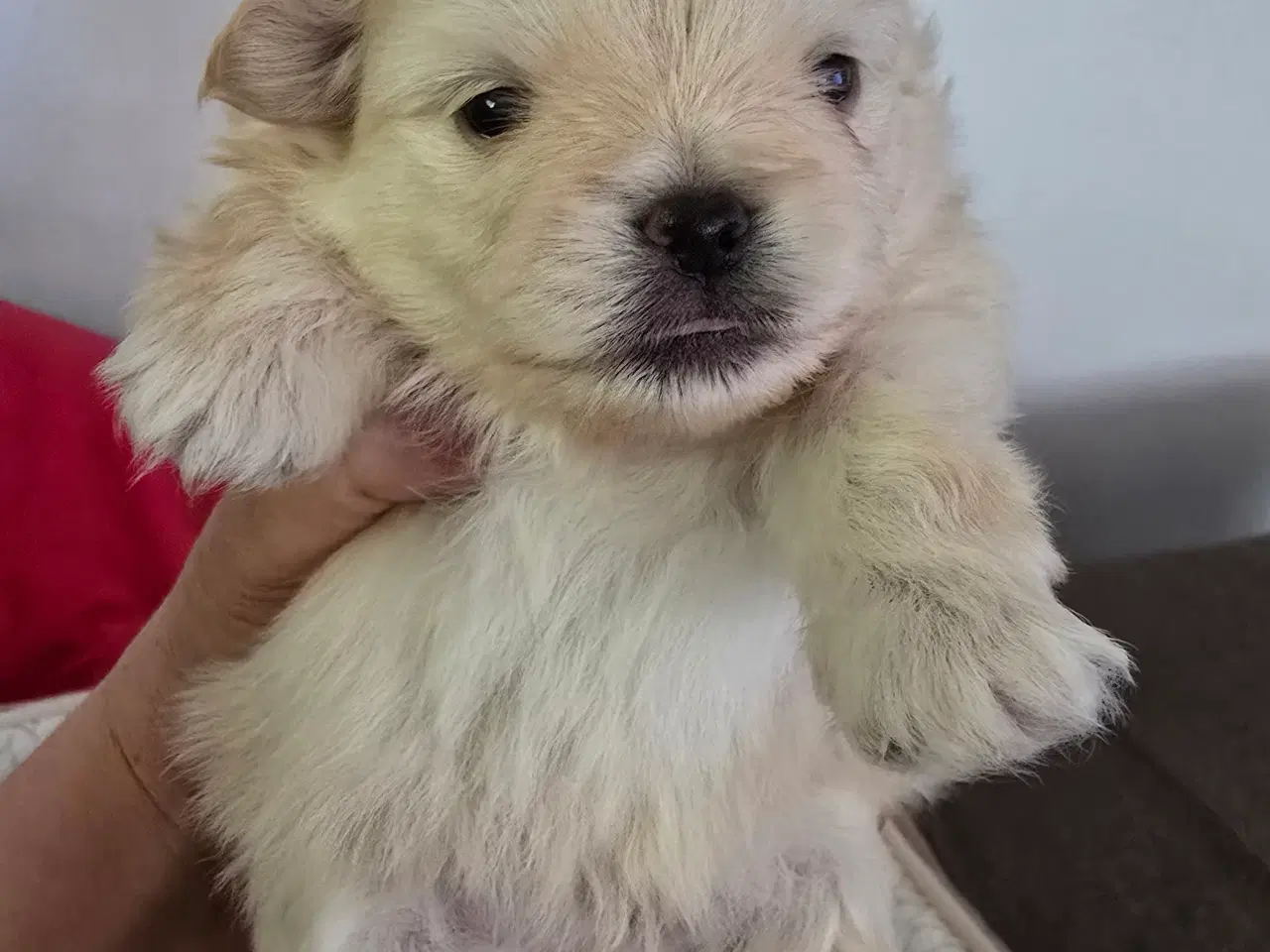 Billede 2 - Pomeranian hvalpe , 4 søde drenge. 